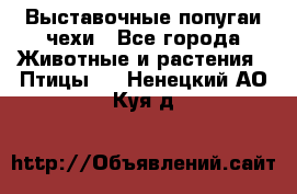 Выставочные попугаи чехи - Все города Животные и растения » Птицы   . Ненецкий АО,Куя д.